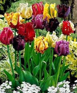tulipani-pappagalli-mix-casa-giardino-palermo.jpg