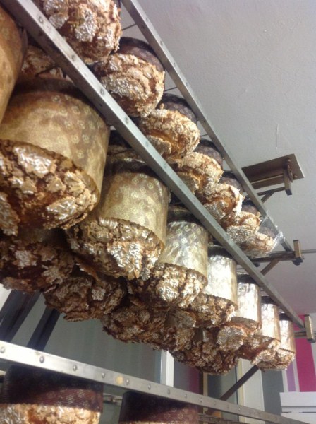 542703_4442677158238_1637339508_n (448 x 600).jpg