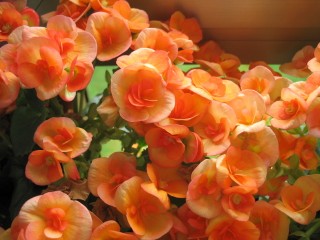 begonia 3.jpg