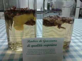 preparazione genziana.jpg