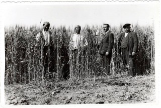 Un-tempo-gli-anni-40-del-secolo-scorso-il-grano-siciliano-era-alto-quanto-gli-uomini-e-le-donne.jpg